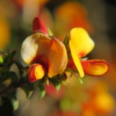 Pultenaea procumbens (Bush Pea) at Percival Hill - 15 Oct 2017 by gavinlongmuir