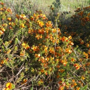 Pultenaea procumbens at Nicholls, ACT - 15 Oct 2017 05:06 PM