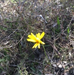 Microseris walteri (Yam Daisy, Murnong) at Nicholls, ACT - 7 Oct 2017 by gavinlongmuir