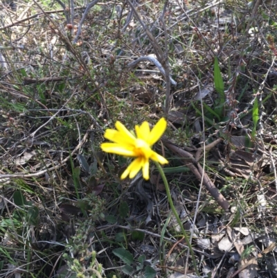 Microseris walteri (Yam Daisy, Murnong) at Nicholls, ACT - 7 Oct 2017 by gavinlongmuir