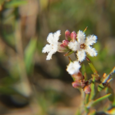 Leucopogon virgatus (Common Beard-heath) at Nicholls, ACT - 15 Oct 2017 by gavinlongmuir