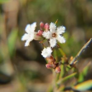 Leucopogon virgatus at Nicholls, ACT - 15 Oct 2017