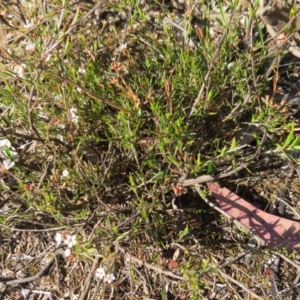 Leucopogon virgatus at Nicholls, ACT - 15 Oct 2017 04:53 PM