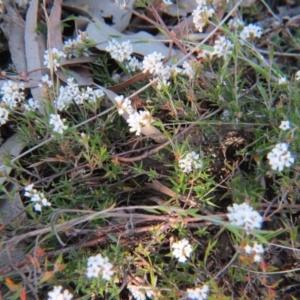 Leucopogon virgatus at Nicholls, ACT - 15 Oct 2017 04:53 PM