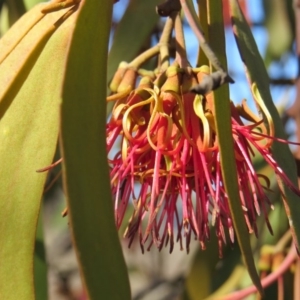 Amyema miquelii at Nicholls, ACT - 15 Oct 2017