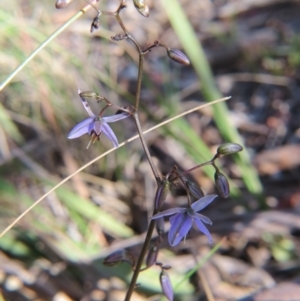 Dianella revoluta var. revoluta at Nicholls, ACT - 21 Oct 2017 05:03 PM