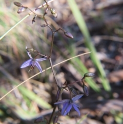 Dianella revoluta var. revoluta at Nicholls, ACT - 21 Oct 2017