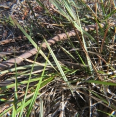 Dianella revoluta var. revoluta at Nicholls, ACT - 21 Oct 2017