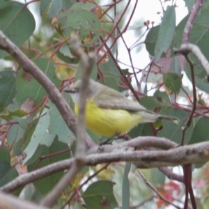 Gerygone olivacea at Googong, NSW - 22 Oct 2017 03:10 PM