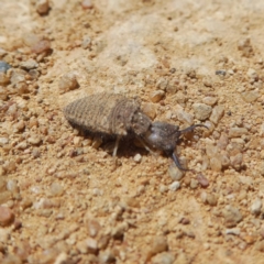 Myrmeleontidae (family) (Unidentified Antlion Lacewing) at Googong, NSW - 13 Oct 2017 by Wandiyali