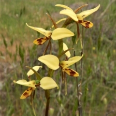 Diuris sulphurea at Canberra Central, ACT - suppressed