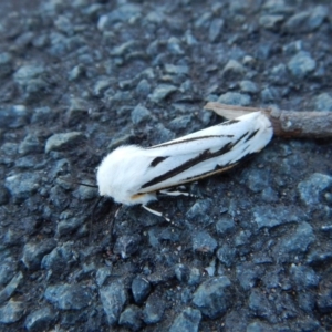 Aloa marginata at Belconnen, ACT - 12 Oct 2017 01:54 PM