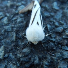 Aloa marginata at Belconnen, ACT - 12 Oct 2017 01:54 PM