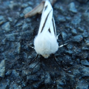 Aloa marginata at Belconnen, ACT - 12 Oct 2017 01:54 PM