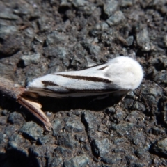 Aloa marginata at Belconnen, ACT - 12 Oct 2017 01:54 PM