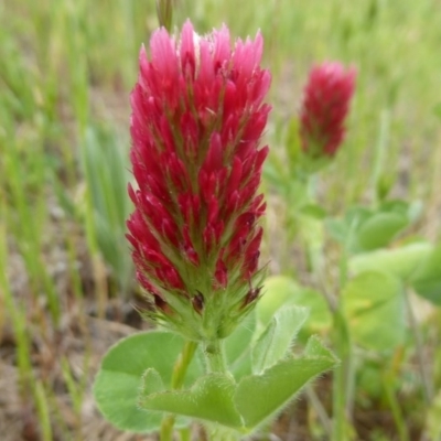 Trifolium incarnatum (Crimson Clover) at Stromlo, ACT - 21 Oct 2017 by Christine