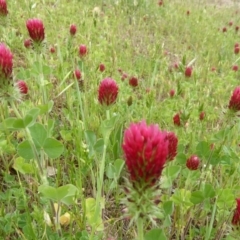 Trifolium incarnatum at Stromlo, ACT - 22 Oct 2017 12:00 AM