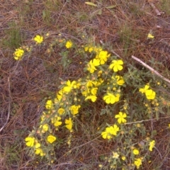 Hibbertia obtusifolia (Grey Guinea-flower) at Isaacs, ACT - 22 Oct 2017 by Mike