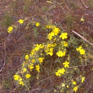 Hibbertia obtusifolia at Isaacs, ACT - 22 Oct 2017