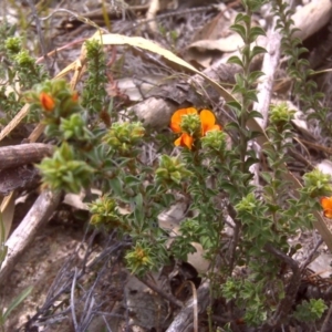 Pultenaea procumbens at Isaacs Ridge - 22 Oct 2017