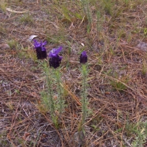 Lavandula stoechas at Isaacs, ACT - 22 Oct 2017