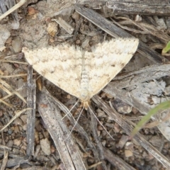 Scopula rubraria (Reddish Wave, Plantain Moth) at Stromlo, ACT - 21 Oct 2017 by Christine