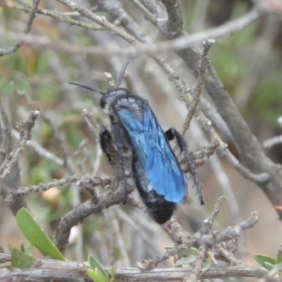 Austroscolia soror (Blue Flower Wasp) at Stromlo, ACT - 21 Oct 2017 by Christine