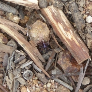 Zodariidae (family) at Denman Prospect, ACT - 22 Oct 2017