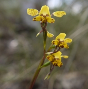 Diuris nigromontana at Canberra Central, ACT - 22 Oct 2017