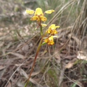 Diuris nigromontana at Canberra Central, ACT - 22 Oct 2017