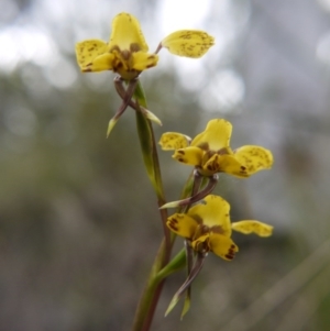 Diuris nigromontana at Canberra Central, ACT - 22 Oct 2017