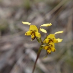 Diuris nigromontana at Canberra Central, ACT - 22 Oct 2017