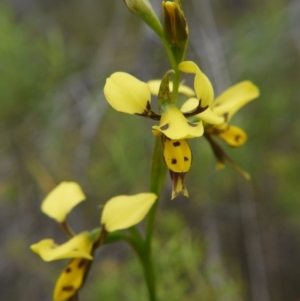 Diuris sulphurea at Acton, ACT - suppressed