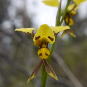 Diuris sulphurea at Acton, ACT - suppressed