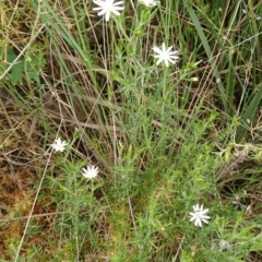 Stellaria pungens at Acton, ACT - 22 Oct 2017 01:47 PM