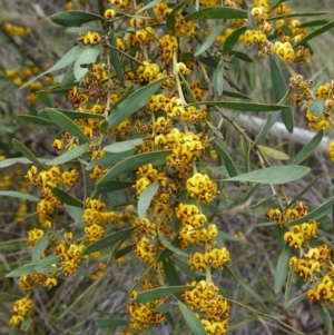 Daviesia mimosoides at Canberra Central, ACT - 22 Oct 2017