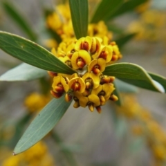 Daviesia mimosoides at Canberra Central, ACT - 22 Oct 2017