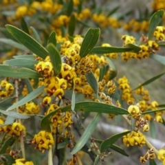 Daviesia mimosoides at Canberra Central, ACT - 22 Oct 2017