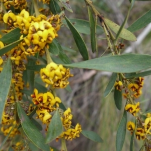 Daviesia mimosoides at Canberra Central, ACT - 22 Oct 2017