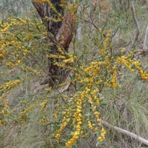 Daviesia mimosoides at Canberra Central, ACT - 22 Oct 2017 02:13 PM