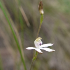 Caladenia moschata (Musky Caps) at Canberra Central, ACT - 22 Oct 2017 by ClubFED