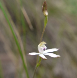 Caladenia moschata at Canberra Central, ACT - suppressed