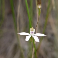 Caladenia moschata at Canberra Central, ACT - suppressed