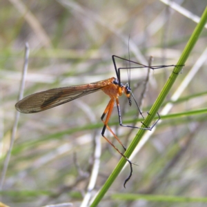 Harpobittacus australis at Kambah, ACT - 22 Oct 2017