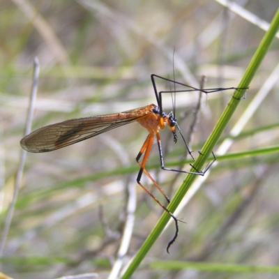 Harpobittacus australis (Hangingfly) at Mount Taylor - 22 Oct 2017 by MatthewFrawley