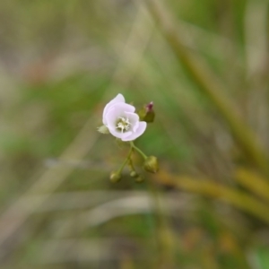 Drosera auriculata at Acton, ACT - 22 Oct 2017