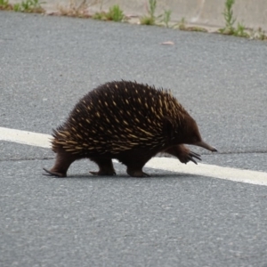 Tachyglossus aculeatus at Campbell, ACT - 22 Oct 2017