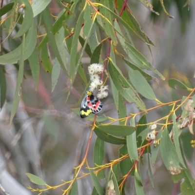 Delias harpalyce (Imperial Jezebel) at Majura, ACT - 22 Oct 2017 by roymcd