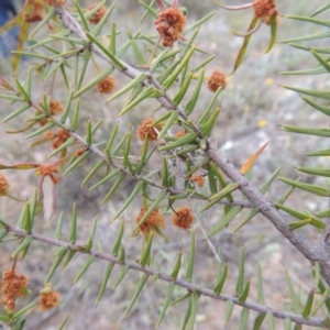 Acacia ulicifolia at Theodore, ACT - 19 Oct 2017