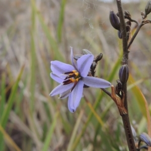 Dianella revoluta var. revoluta at Theodore, ACT - 19 Oct 2017 05:30 PM